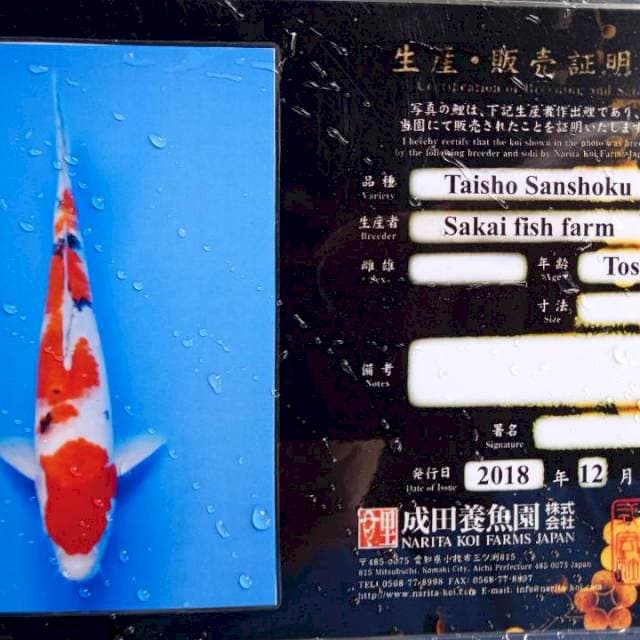Sanke 31cm import lengkap serti