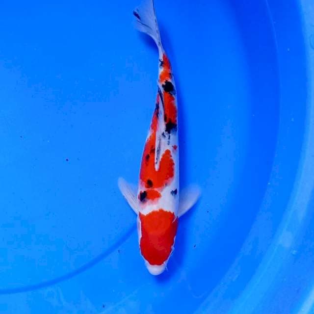 Sanke 31cm import lengkap serti