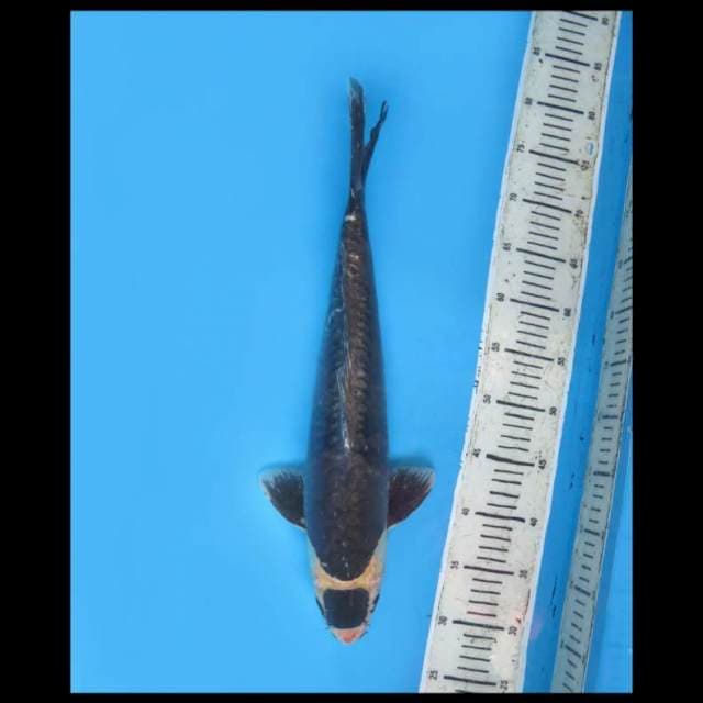 Maruten Kumonryu - 48cm male