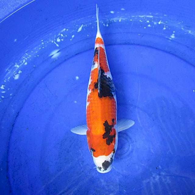 Showa sansoku ±32cm