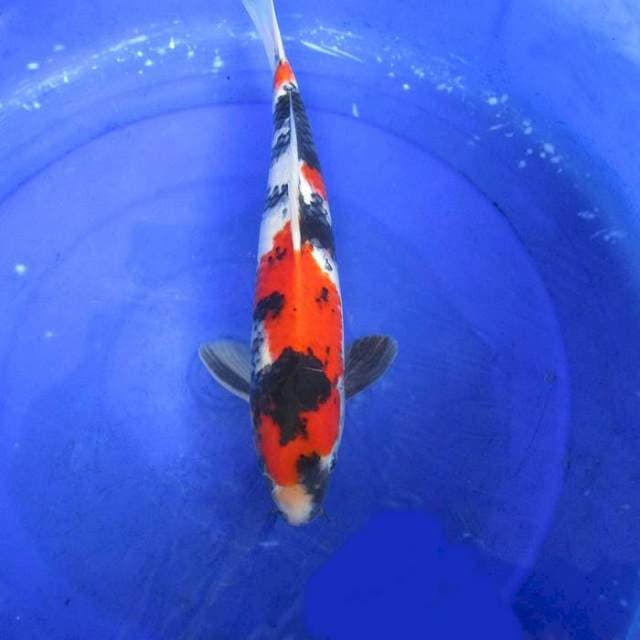 Sandan showa sansoku ±37cm