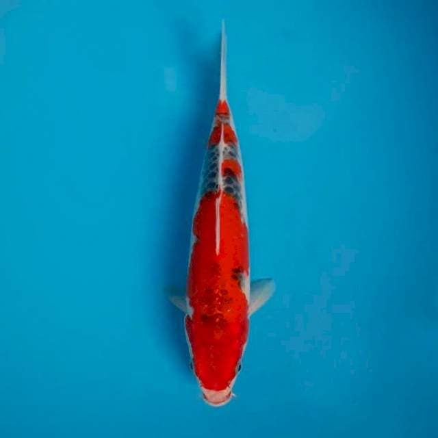 Goshiki merah 25cm