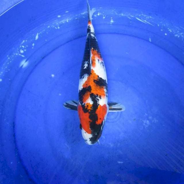 Showasansoku ±36cm