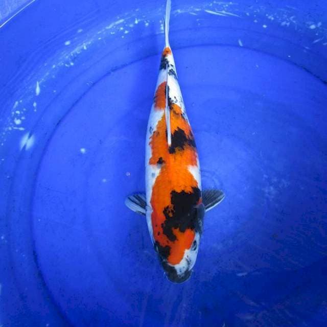 Showa ±35cm