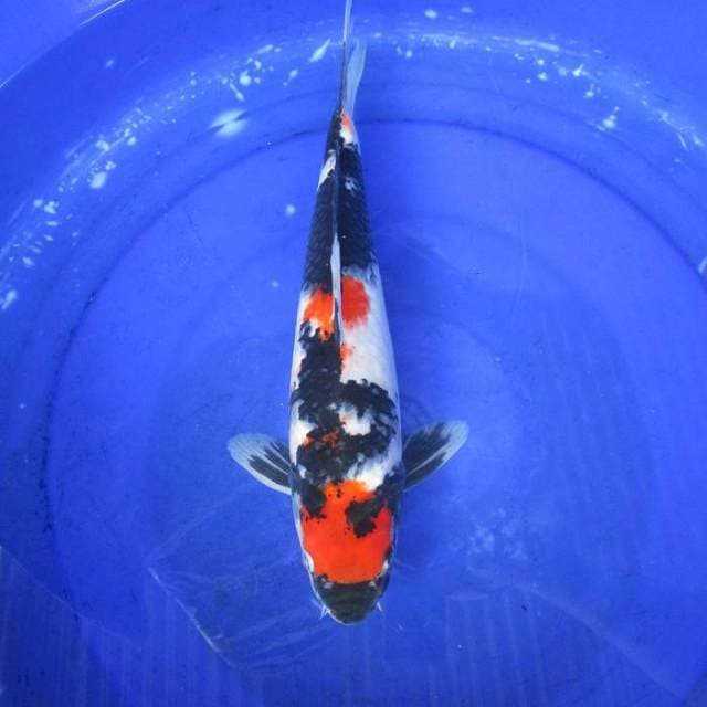 Stronge male showa ±38cm