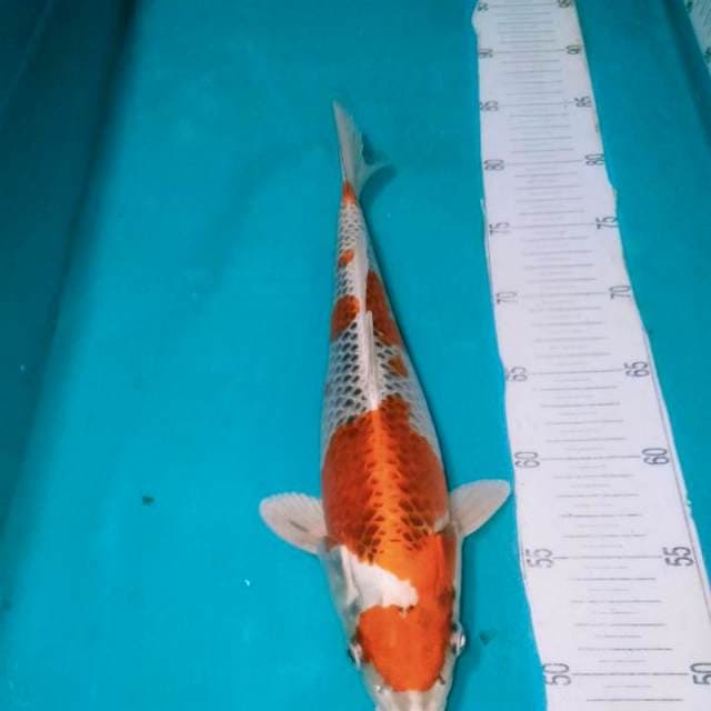 KOJAKU,,35CM