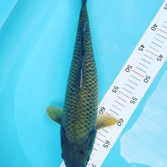 # chagoi 40cm#