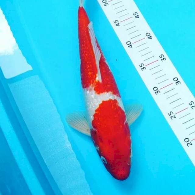 # kohaku gindrin 36cm#