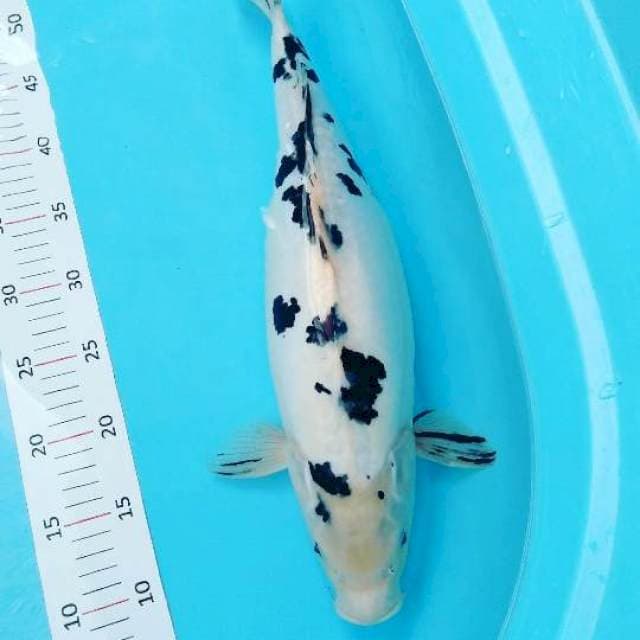 # bekko 45 cm #