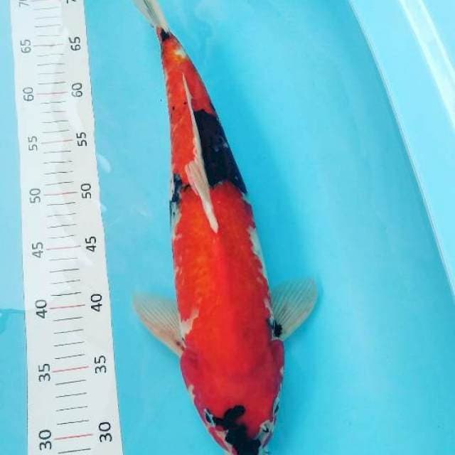 # hi showa 44 cm #