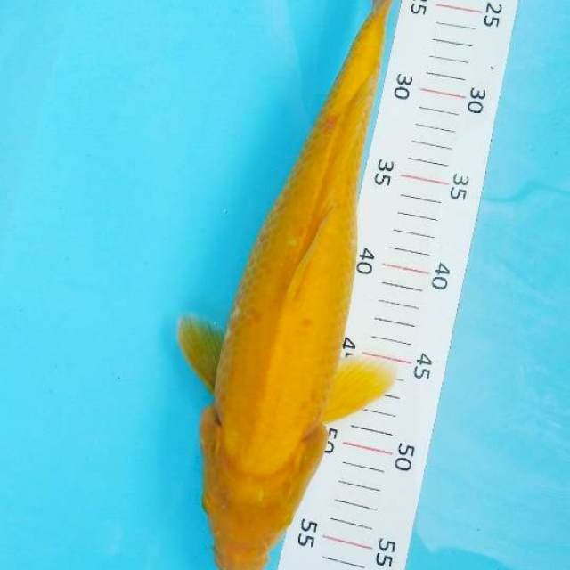 # kharasi 36cm #