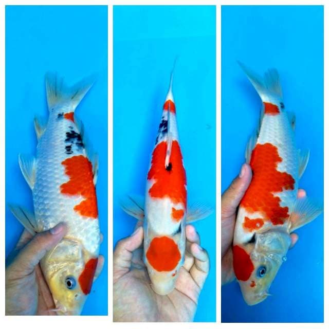 Maruten Sanke Bagus 35cm