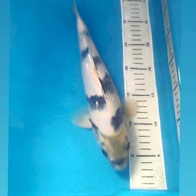 Shiro 33 cm