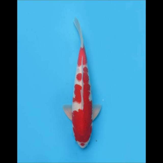 Kohaku Merah Tebal - 34cm Male