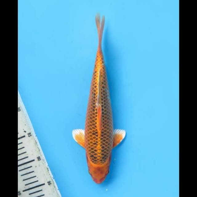 Kin Matsuba Prospek - 29cm Male
