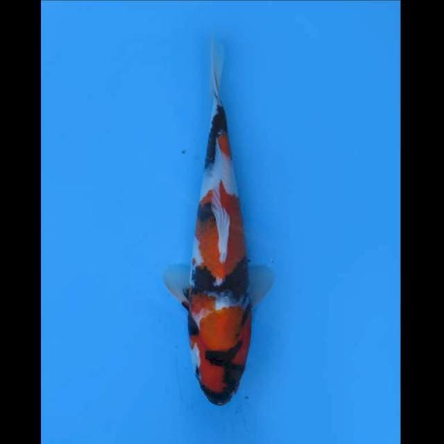 Showa Tategoi Prospek - 27cm Male