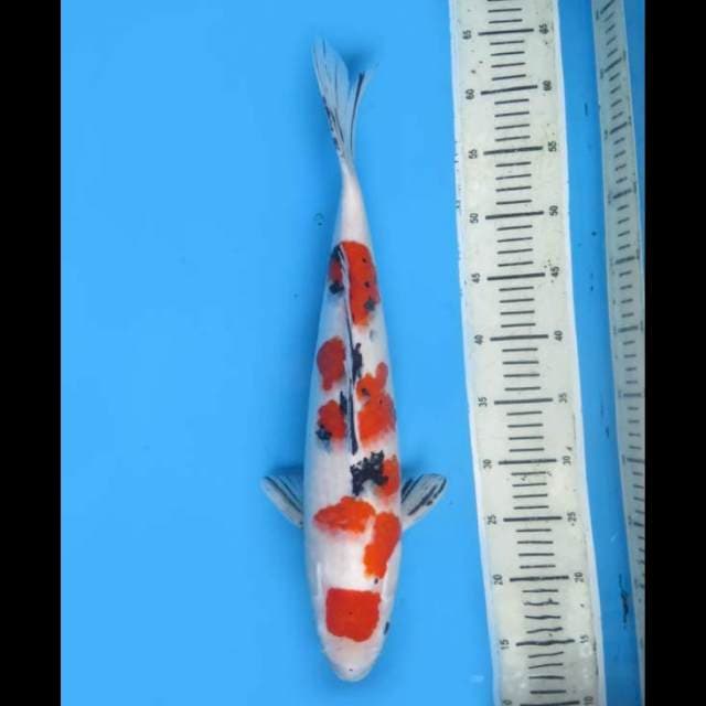 Jumbo Maruten Sanke F1 - 50cm Female