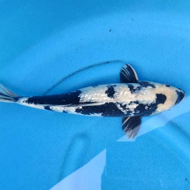 Shiro Gindrin Joss 38 cm Male