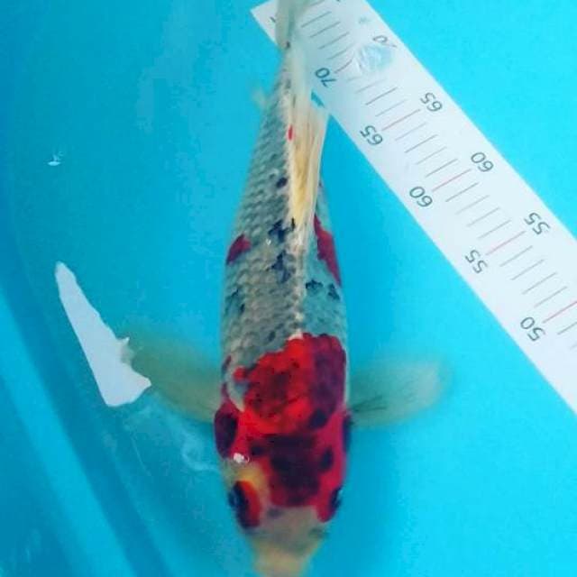 #.kumpay ghosiki 37 cm #
