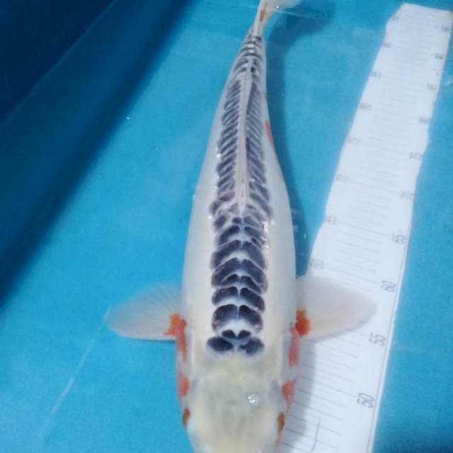 SHUSUI,,jumbo 53Cm