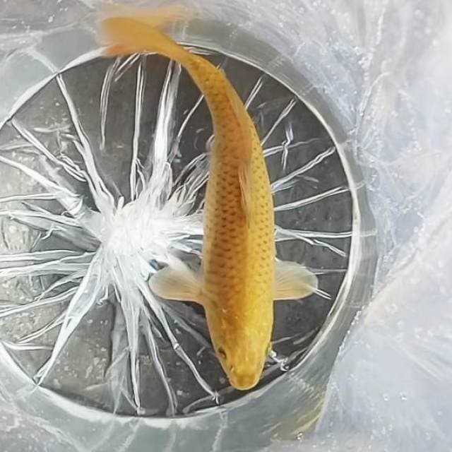 1. Ki Matsuba Ogon || 32 cm