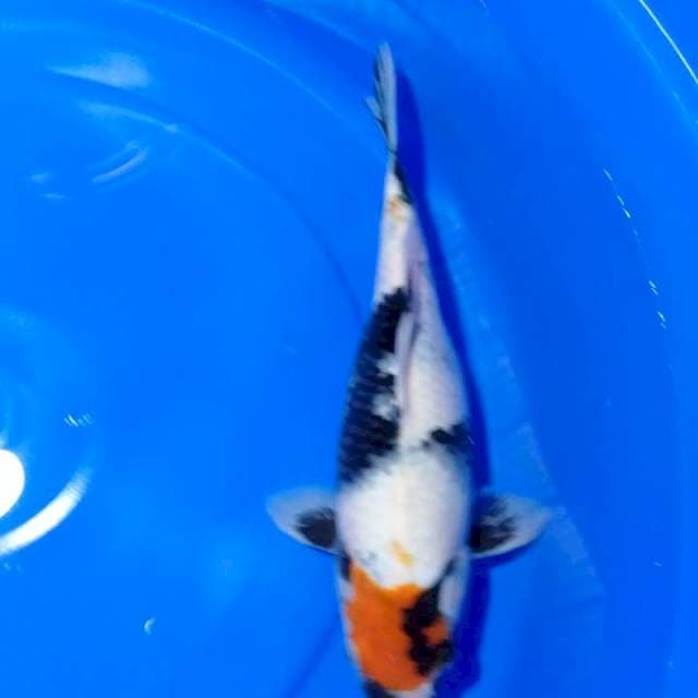TANCHO SHOWA,ORI 32CM