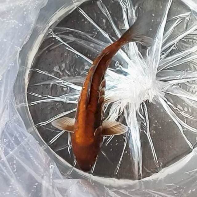 2. Aragoke Brown || 30 cm