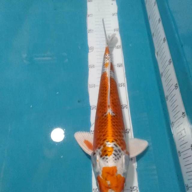 KOJAKU,,MALE 35CM