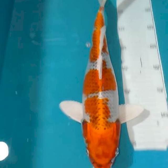 KOJAKU,,40CM