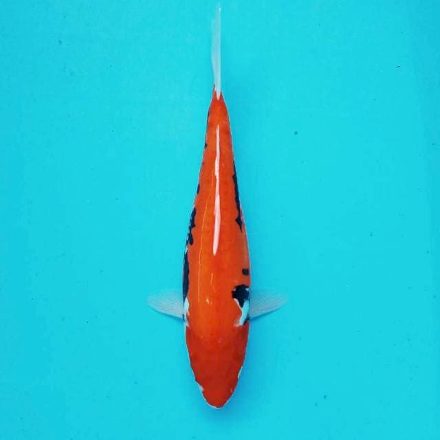 6. Beni Kumon || 27 cm