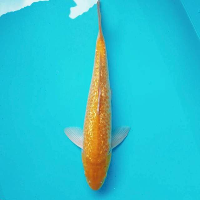 10. Kinginrin || 38 cm