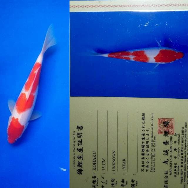 Kohaku import marusei