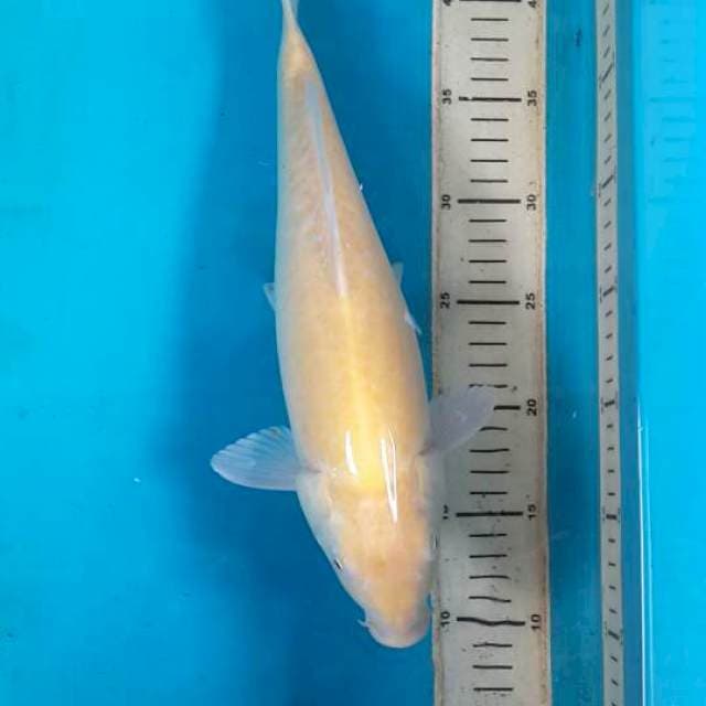 karashi mata merah 35 cm