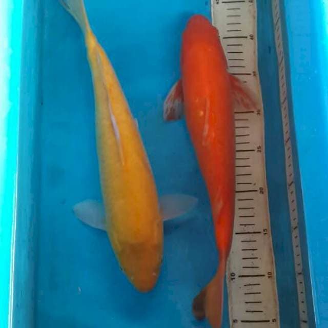 karasi & orenji mata merah 40 cm