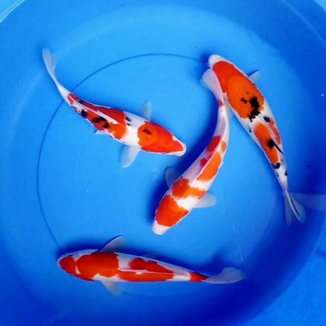MIX KOHAKU SANKE 4 EKOR
