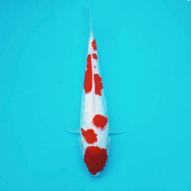 2. Maruten Doitsu #30cm