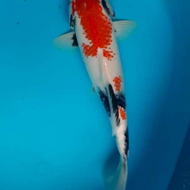 Showa mutiara