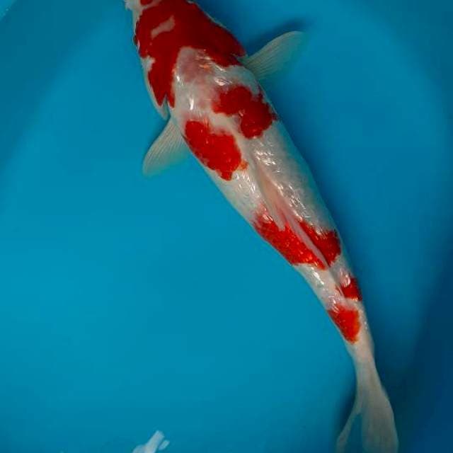 Kohaku ginrind
