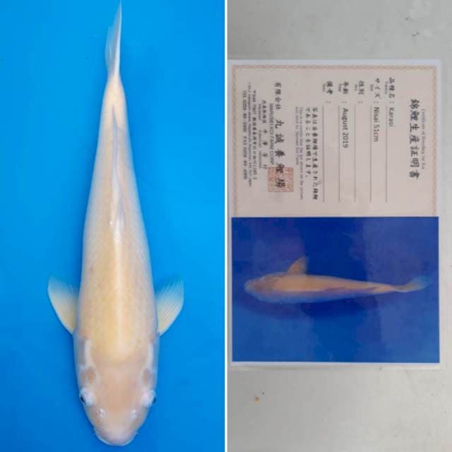 Karashi marusei 51cm sertifikat