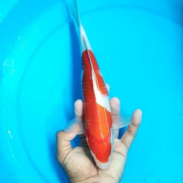 kohaku strong ±28cm