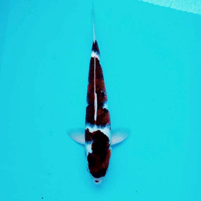 9. Budo Goromo #36cm