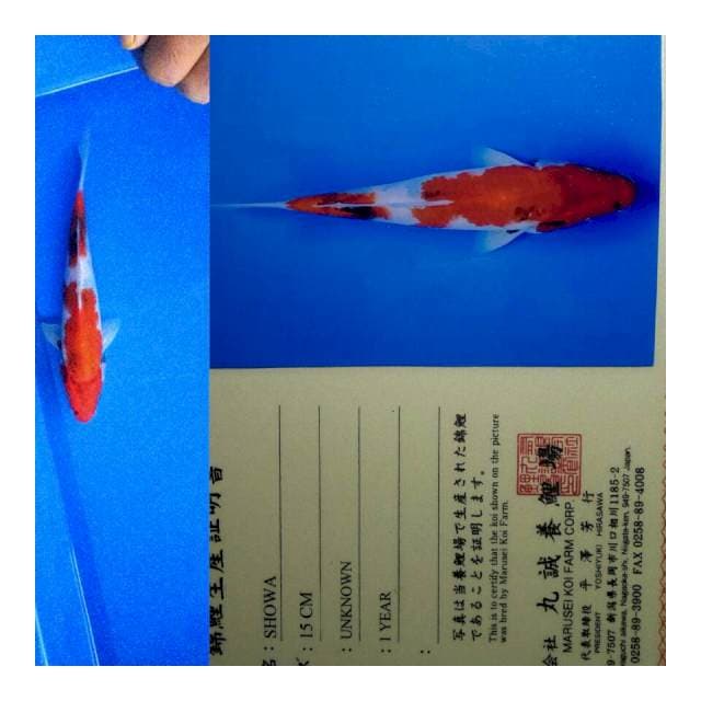 Showa import marusei