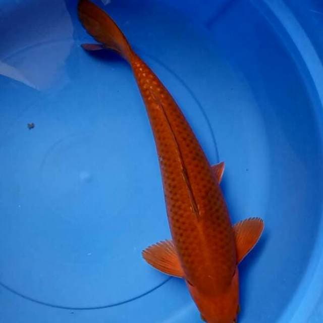 CHAGOI TEMBAGA JUMBO JOS