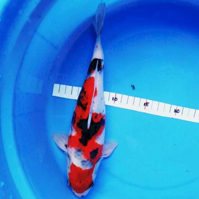 Showa maruten punuk 26cm male