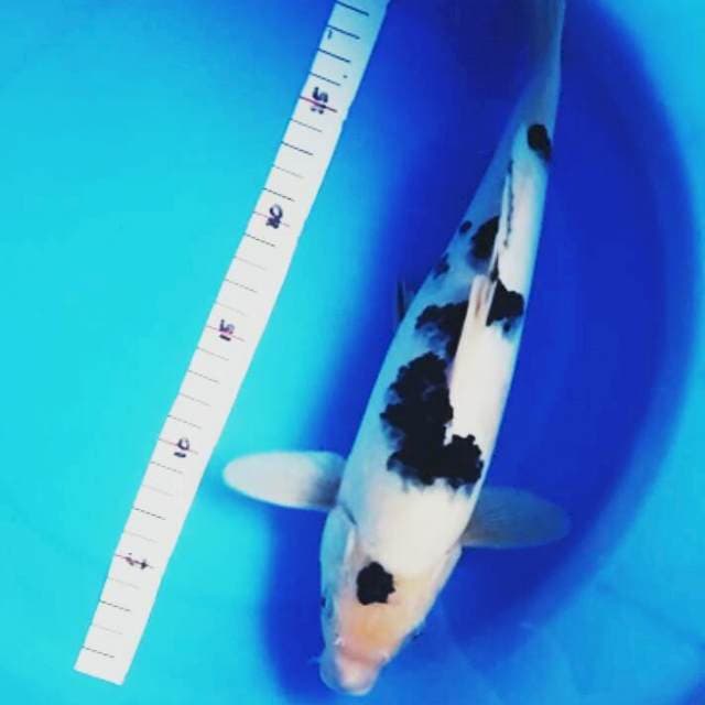 Shiro bekko 30cm male
