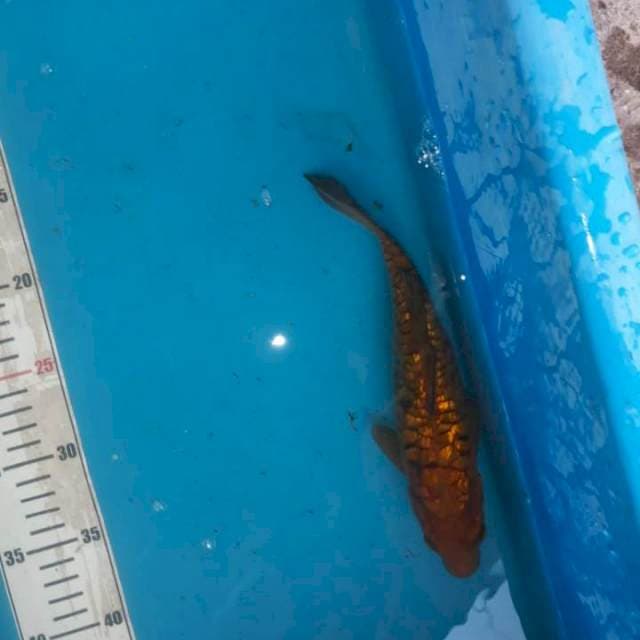 aragoke ginrin jos 25cm