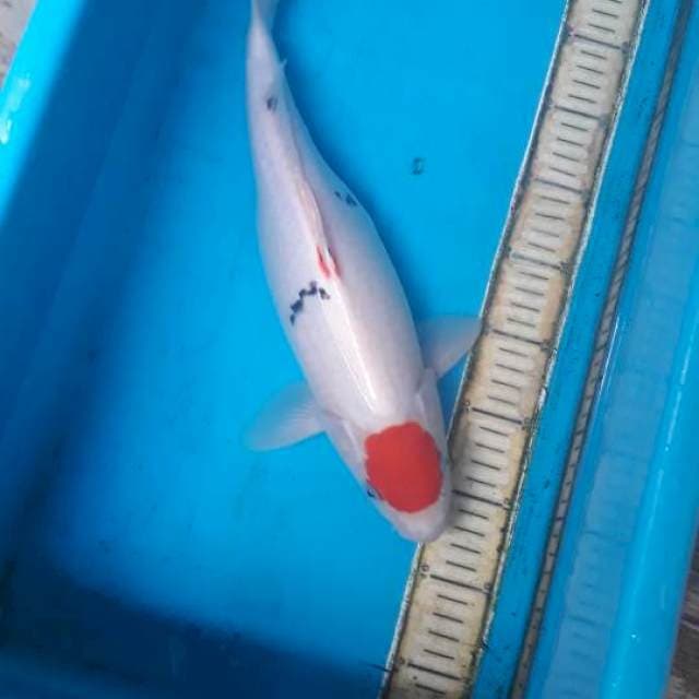 Tanco 41 cm