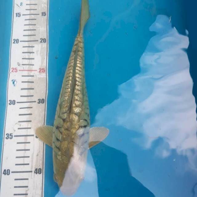 Aragoke istimewa 28cm