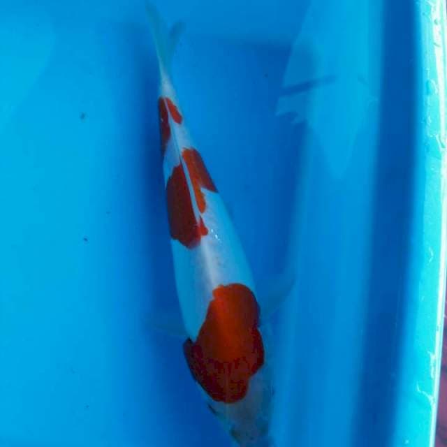 Kohaku doitsu SQ 20cm