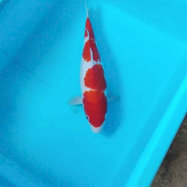 NJK - KOHAKU